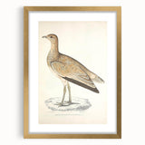 Vintage Animal Art: Marbled Bustard Illustration