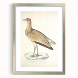 Vintage Animal Art: Marbled Bustard Illustration