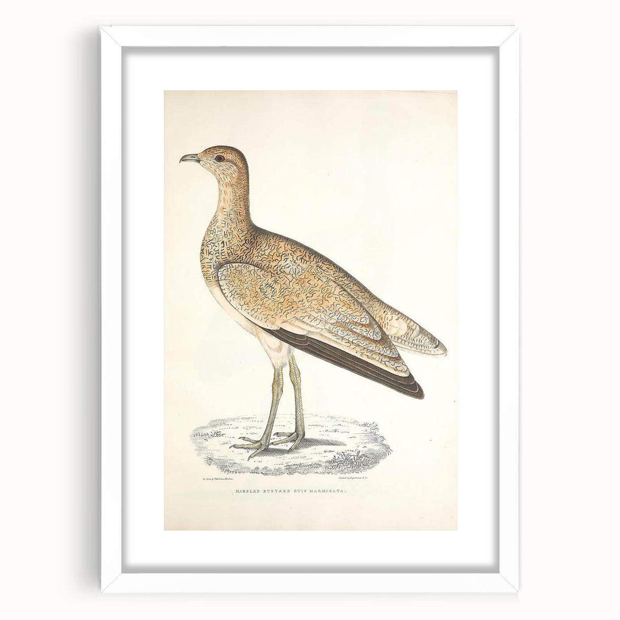 Vintage Animal Art: Marbled Bustard Illustration
