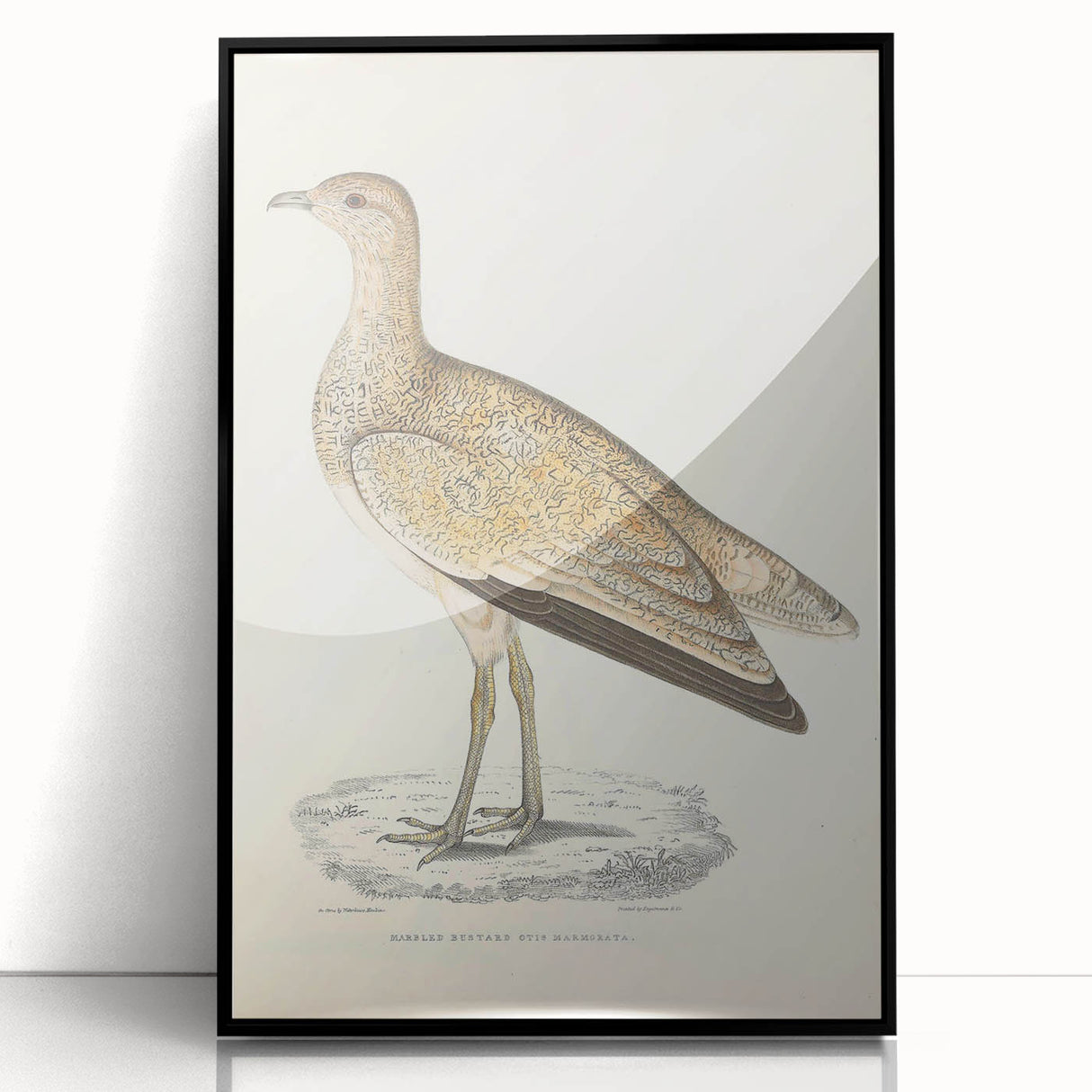 Vintage Animal Art: Marbled Bustard Illustration