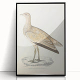 Vintage Animal Art: Marbled Bustard Illustration