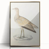 Vintage Animal Art: Marbled Bustard Illustration