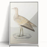 Vintage Animal Art: Marbled Bustard Illustration