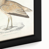 Vintage Animal Art: Marbled Bustard Illustration