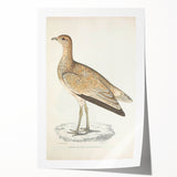 Vintage Animal Art: Marbled Bustard Illustration