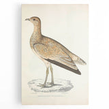 Vintage Animal Art: Marbled Bustard Illustration