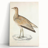 Vintage Animal Art: Marbled Bustard Illustration