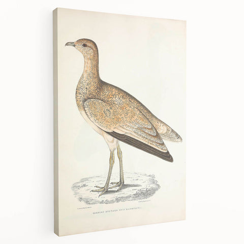 Vintage Animal Art: Marbled Bustard Illustration