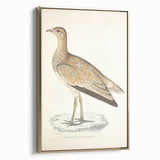 Vintage Animal Art: Marbled Bustard Illustration