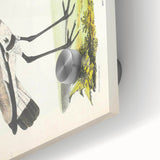 Vintage Animal Art – Spur-Winged Plover Illustration Wall Print