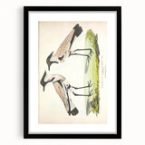 Vintage Animal Art – Spur-Winged Plover Illustration Wall Print