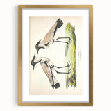 Vintage Animal Art – Spur-Winged Plover Illustration Wall Print