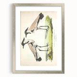 Vintage Animal Art – Spur-Winged Plover Illustration Wall Print