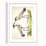 Vintage Animal Art – Spur-Winged Plover Illustration Wall Print