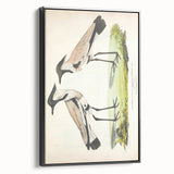 Vintage Animal Art – Spur-Winged Plover Illustration Wall Print