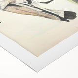 Vintage Animal Art – Spur-Winged Plover Illustration Wall Print