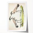 Vintage Animal Art – Spur-Winged Plover Illustration Wall Print