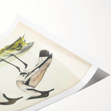 Vintage Animal Art – Spur-Winged Plover Illustration Wall Print