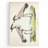 Vintage Animal Art – Spur-Winged Plover Illustration Wall Print