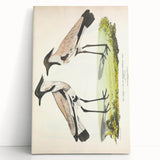 Vintage Animal Art – Spur-Winged Plover Illustration Wall Print