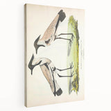 Vintage Animal Art – Spur-Winged Plover Illustration Wall Print