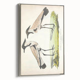 Vintage Animal Art – Spur-Winged Plover Illustration Wall Print
