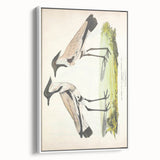 Vintage Animal Art – Spur-Winged Plover Illustration Wall Print
