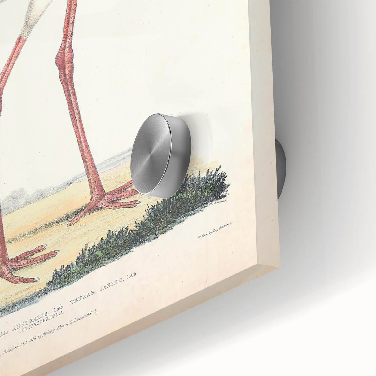 Vintage Animal Art – Elegant Black-Necked Stork Wall Print