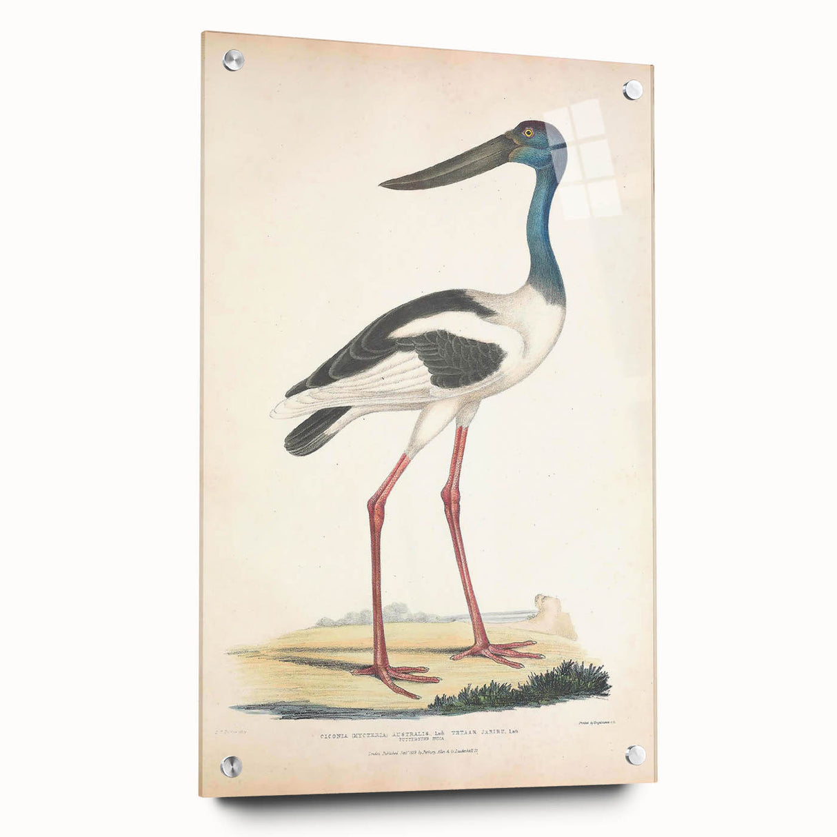 Vintage Animal Art – Elegant Black-Necked Stork Wall Print