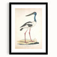 Vintage Animal Art – Elegant Black-Necked Stork Wall Print
