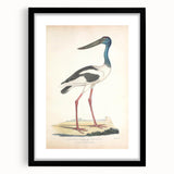 Vintage Animal Art – Elegant Black-Necked Stork Wall Print