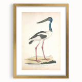 Vintage Animal Art – Elegant Black-Necked Stork Wall Print