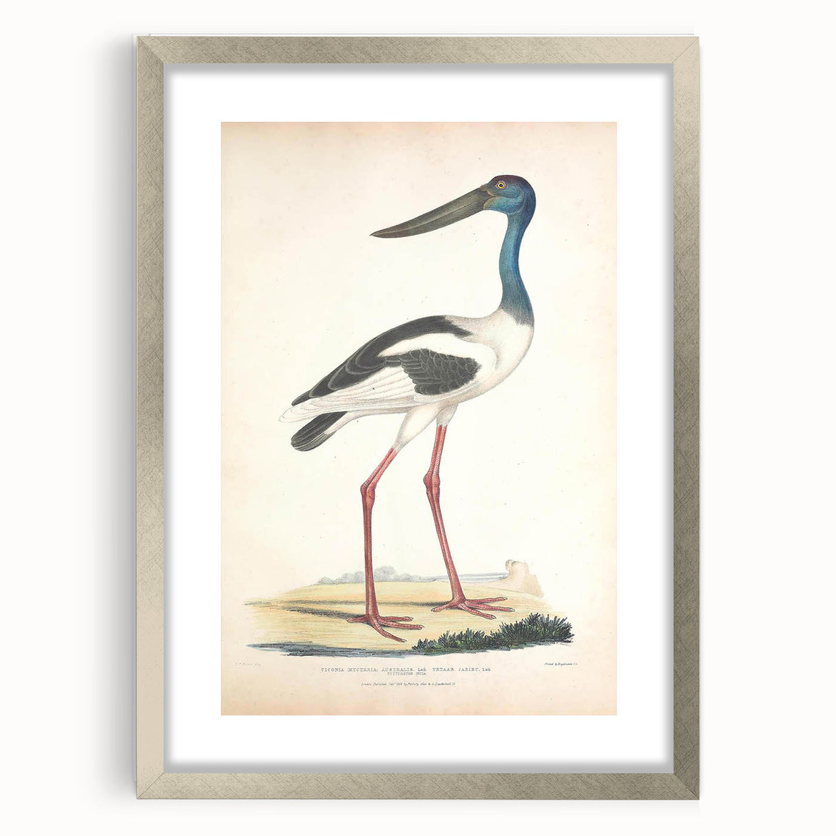 Vintage Animal Art – Elegant Black-Necked Stork Wall Print