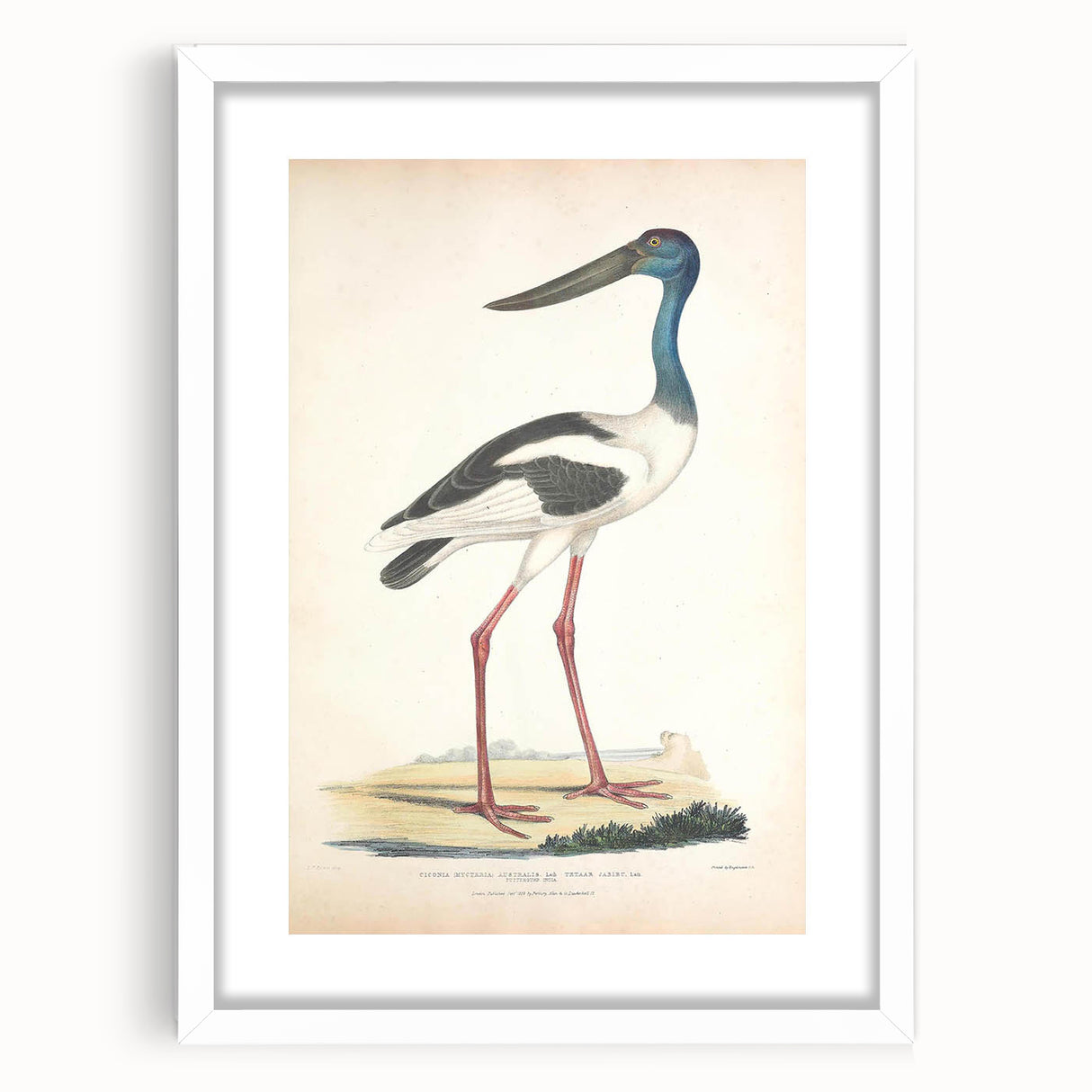 Vintage Animal Art – Elegant Black-Necked Stork Wall Print