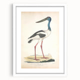 Vintage Animal Art – Elegant Black-Necked Stork Wall Print