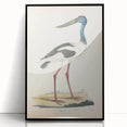 Vintage Animal Art – Elegant Black-Necked Stork Wall Print