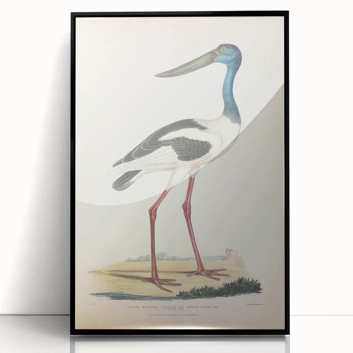 Vintage Animal Art – Elegant Black-Necked Stork Wall Print