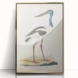 Vintage Animal Art – Elegant Black-Necked Stork Wall Print