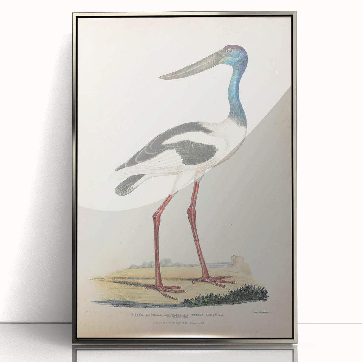 Vintage Animal Art – Elegant Black-Necked Stork Wall Print