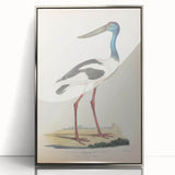 Vintage Animal Art – Elegant Black-Necked Stork Wall Print