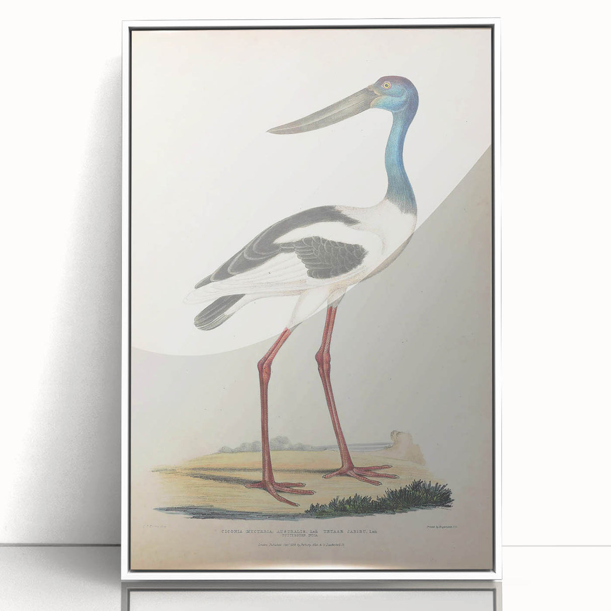 Vintage Animal Art – Elegant Black-Necked Stork Wall Print