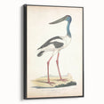 Vintage Animal Art – Elegant Black-Necked Stork Wall Print