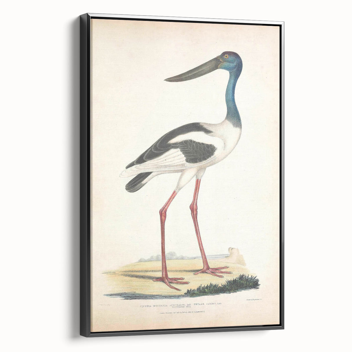 Vintage Animal Art – Elegant Black-Necked Stork Wall Print