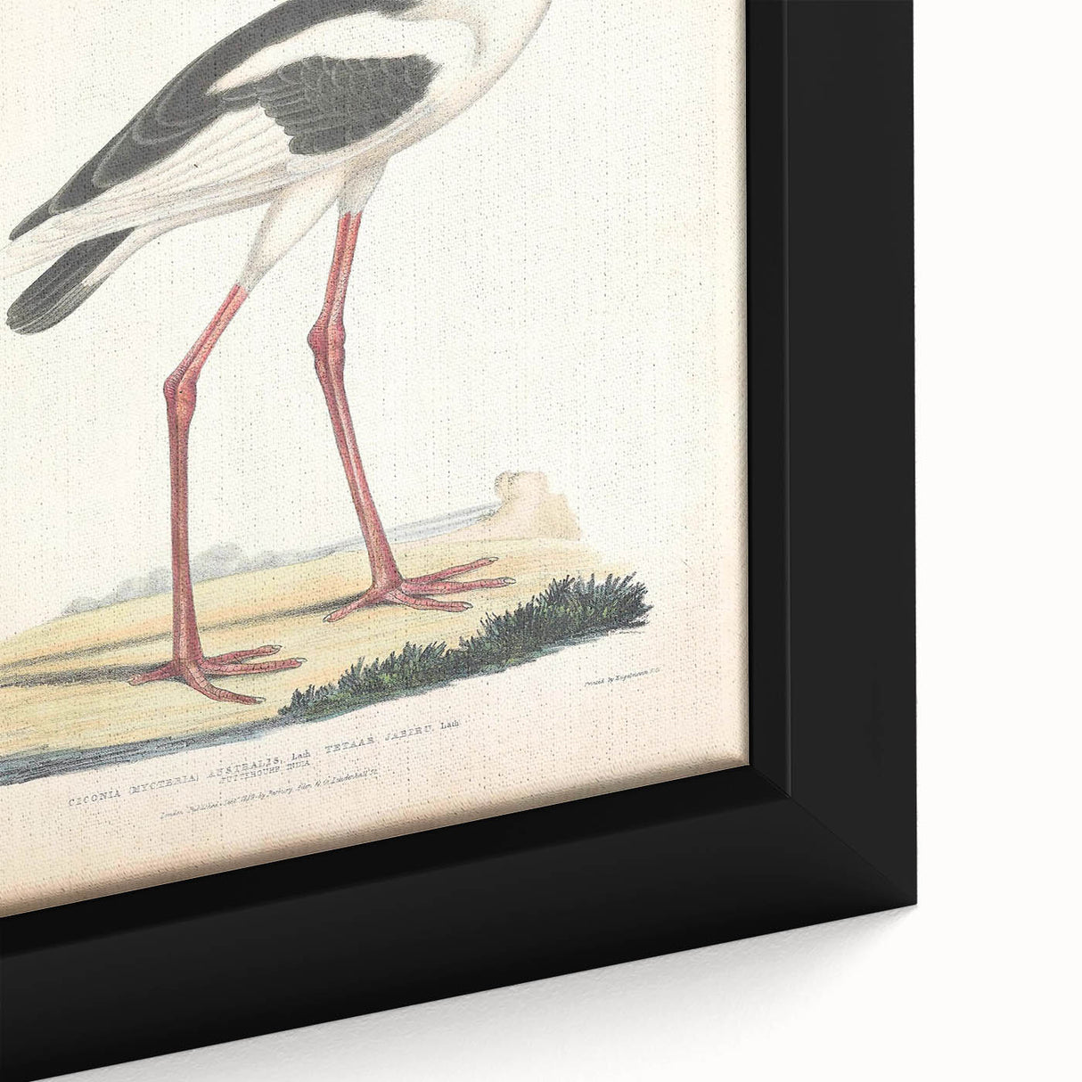 Vintage Animal Art – Elegant Black-Necked Stork Wall Print