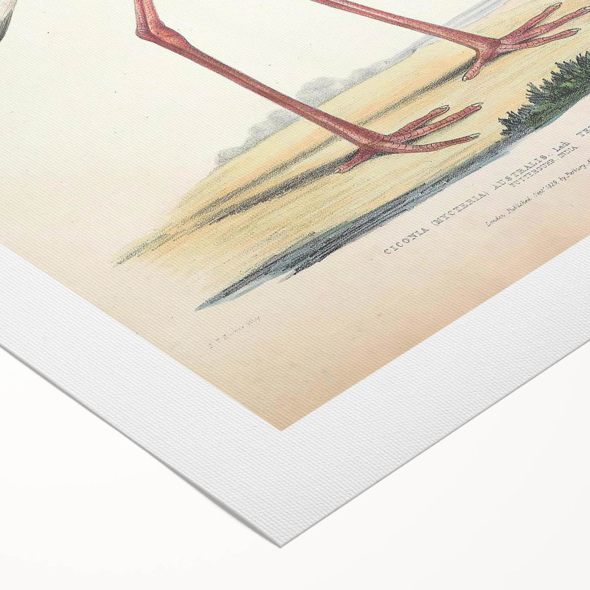 Vintage Animal Art – Elegant Black-Necked Stork Wall Print