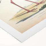 Vintage Animal Art – Elegant Black-Necked Stork Wall Print