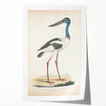 Vintage Animal Art – Elegant Black-Necked Stork Wall Print