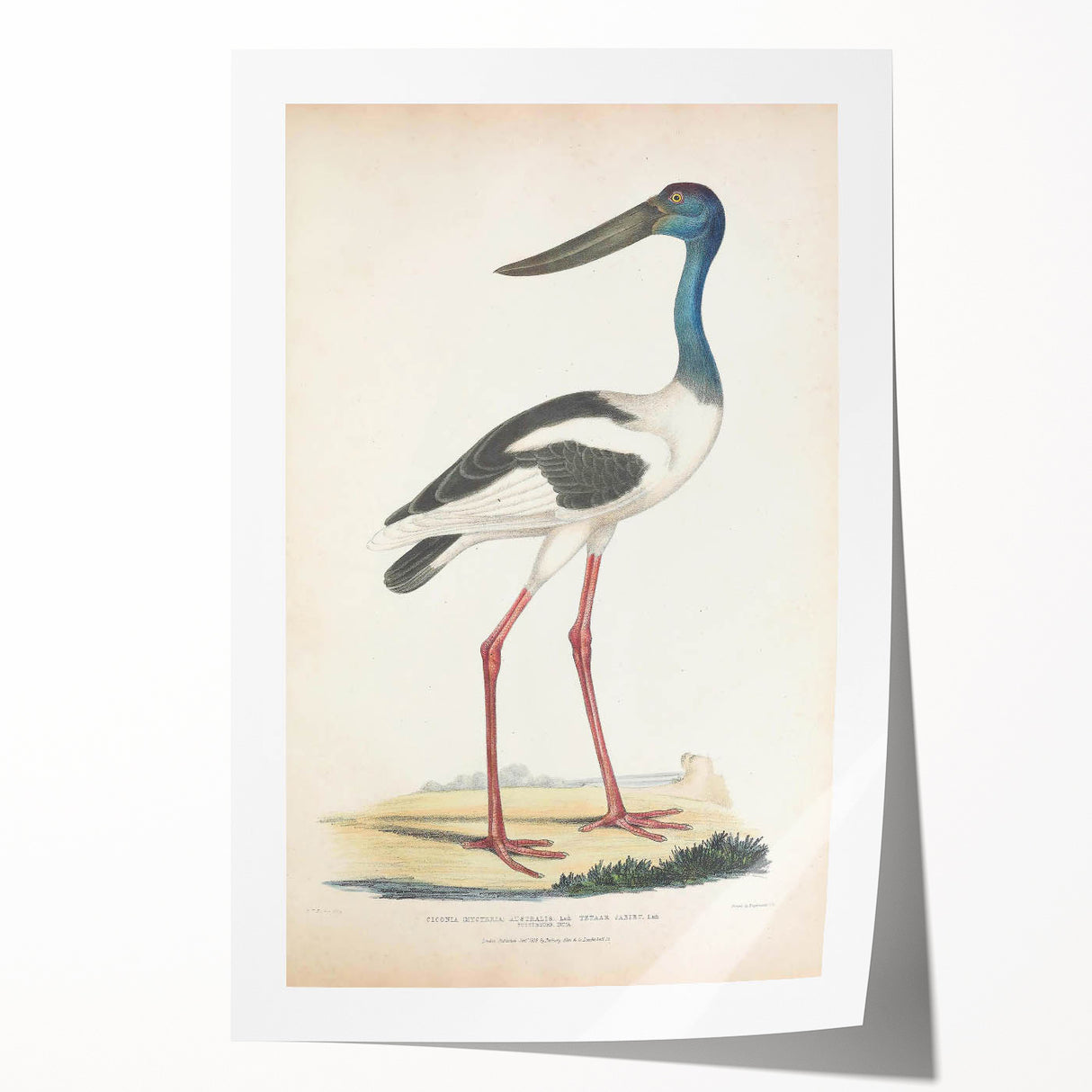 Vintage Animal Art – Elegant Black-Necked Stork Wall Print