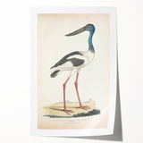 Vintage Animal Art – Elegant Black-Necked Stork Wall Print