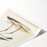 Vintage Animal Art – Elegant Black-Necked Stork Wall Print